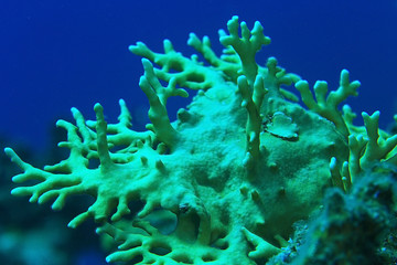 Fototapeta na wymiar branches of coral underwater macro photo
