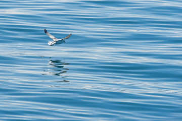 Seagull flying just above the water