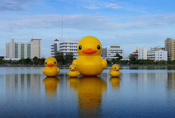 Family of four yellow duck floating in the park