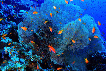 Fototapeta na wymiar gorgonian on a coral reef