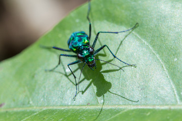 Tiger Beetle, Close-up on Tiger beetle , Tiger beetle hanging on branches / Tiger beetle on leaf