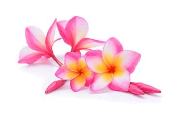 Frangipani flowers on white background