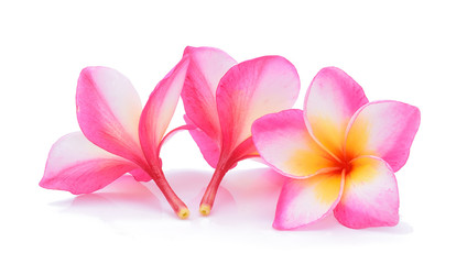 Frangipani isolated on white background
