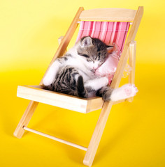 Kleines Kätzchen schläft im Liegestuhl, nimmt eine Auszeit
