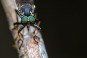 Robber Fly / Close-Up of Robber Fly