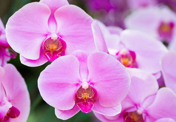Naklejka na ściany i meble Purple phalaenopsis orchid flower