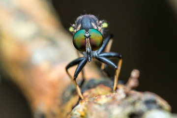 Robber Fly / Close-Up of Robber Fly
