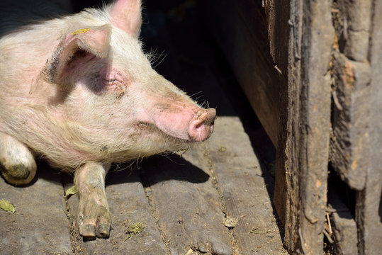 Picture of nose pig inside the piggery standing in the sun. Work