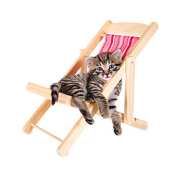 Süßes, kleines Kätzchen hängt im Liegestuhl ab