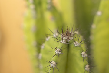 prickly cactus