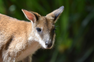 Naklejka na ściany i meble Agile wallaby in Queensland Australia