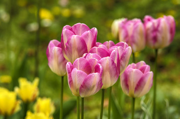 Obraz na płótnie Canvas Pink tulip. Blooming pink tulips in a garden in springtime.