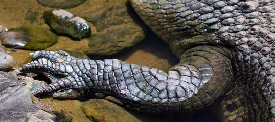 Saltwater crocodile leg