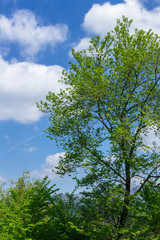 Tree and blue sky
