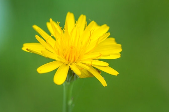 Flower / A dandelium flower over blurred green background / dandelion / single dandelion with blurred green background