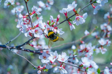 Spring cherry blossom