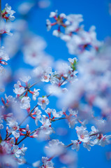 Spring cherry blossom