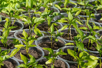 pepper seedlings growing in a greenhouse