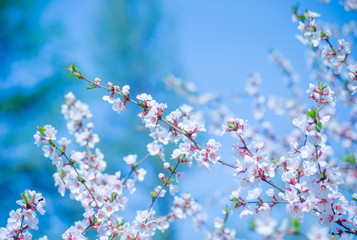Spring cherry blossom