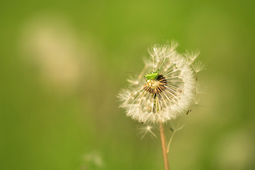 Closeup photo of a mini grasshopper