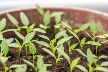 Pepper seedlings growing in a pots
