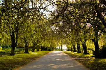 Trauerweide auf Friedhof
