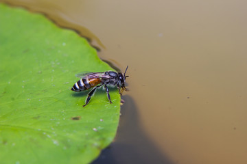 Fototapeta premium Bee drinking water