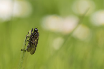 Tanzfliege, Fliege, Insekt auf einem Grashalm