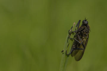 Tanzfliege, Fliege, Insekt auf einem Grashalm