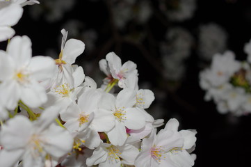 満開の夜桜