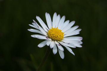 Obraz premium Gänseblümchen im Garten