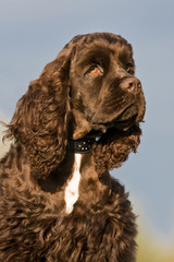 Autumn portrait of nice american cocker spaniel