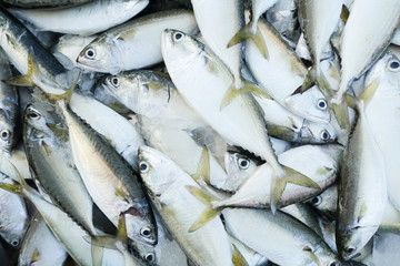 fresh fish at market on sale