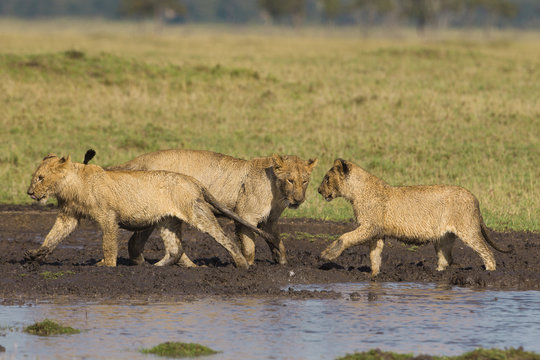 African lion cubs at waterhole