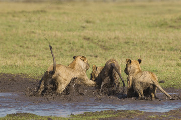 African lion cubs playing in a mud hole