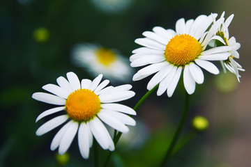 Obraz premium Daisy flower background