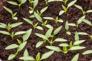 Pepper seedlings growing in a pots