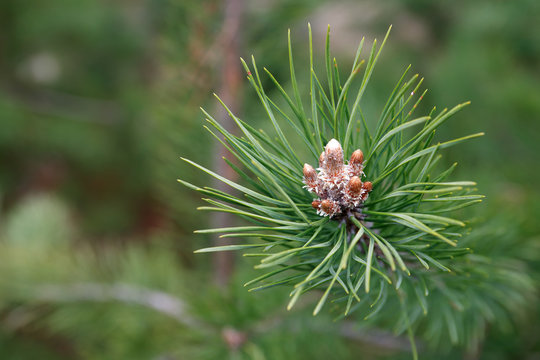 Fototapeta Pine Twig Macro