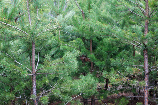 Fototapeta Pine Forest Background