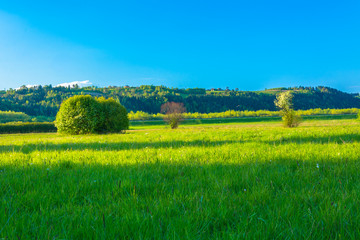 shrubs on grassland at sunset