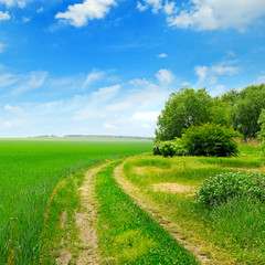 Fototapeta na wymiar field, country road and a blue sky
