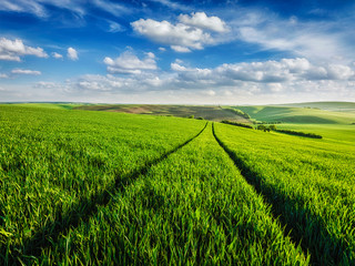 Fototapeta na wymiar Green fields of Moravia