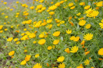 カレンデュラの群植