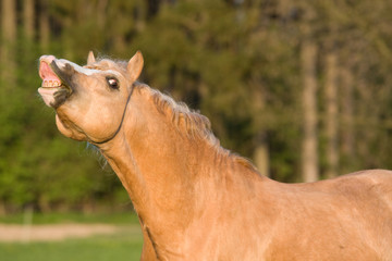 Portrait of smiling horse