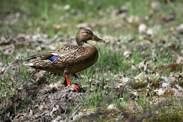 beautiful wild ducks in the wild