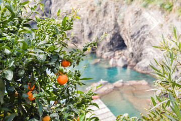 Tangerine tree on the seashore of Liguria, Italy. © fischers