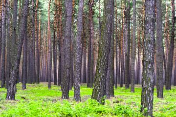 Весенний сосновый лес © alg2209