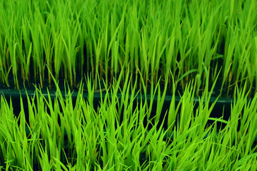 Young green rice plant