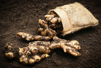 Newly harvested ginger