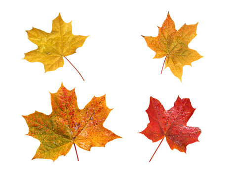 Set of four autumn maple leaves with water drops